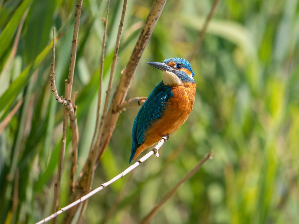 bird blue and brown bird with green bird bee eater