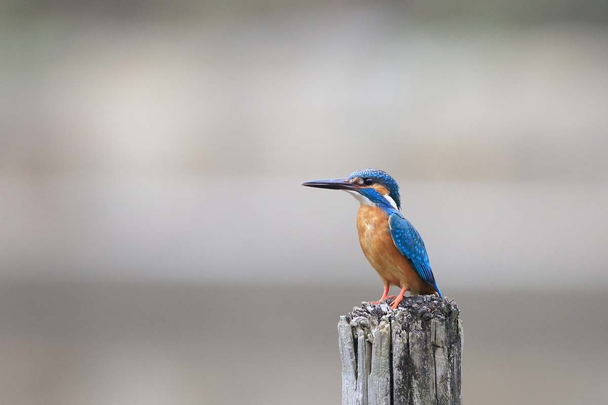 bird blue and brown kingfisher bee eater