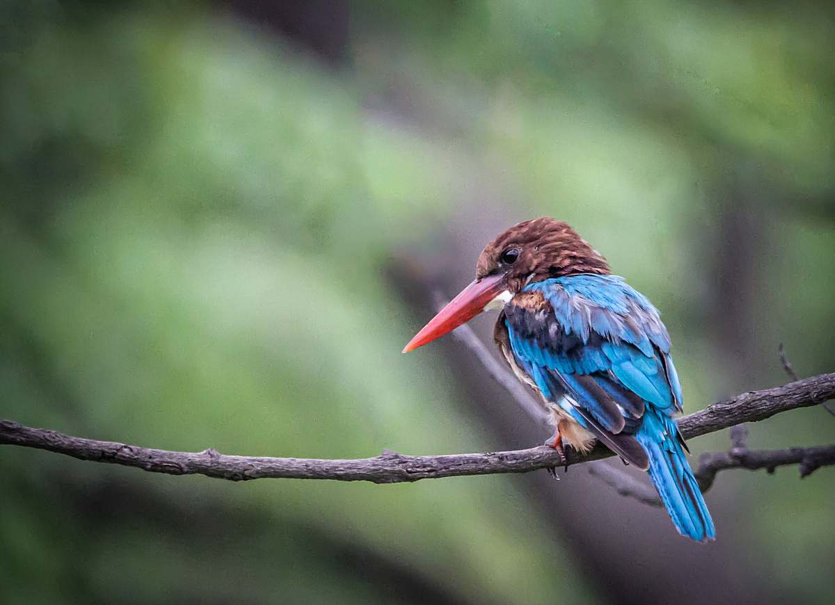 bird blue and brown long-beaked bird bee eater