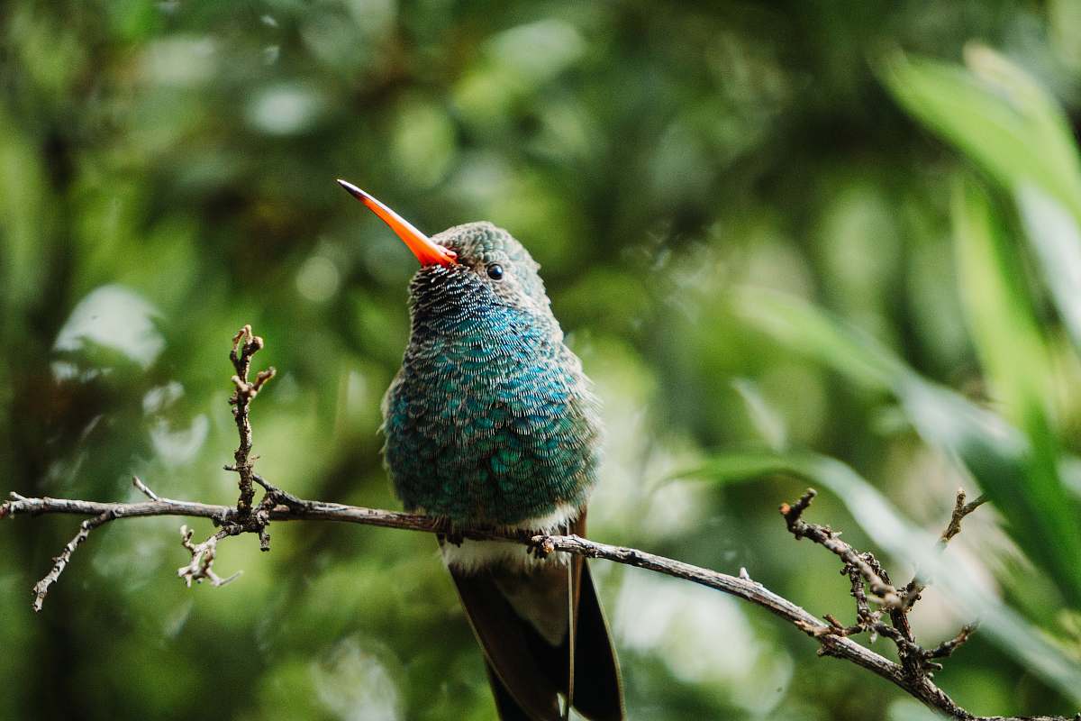 bird blue and gray bird on tree branch hummingbird
