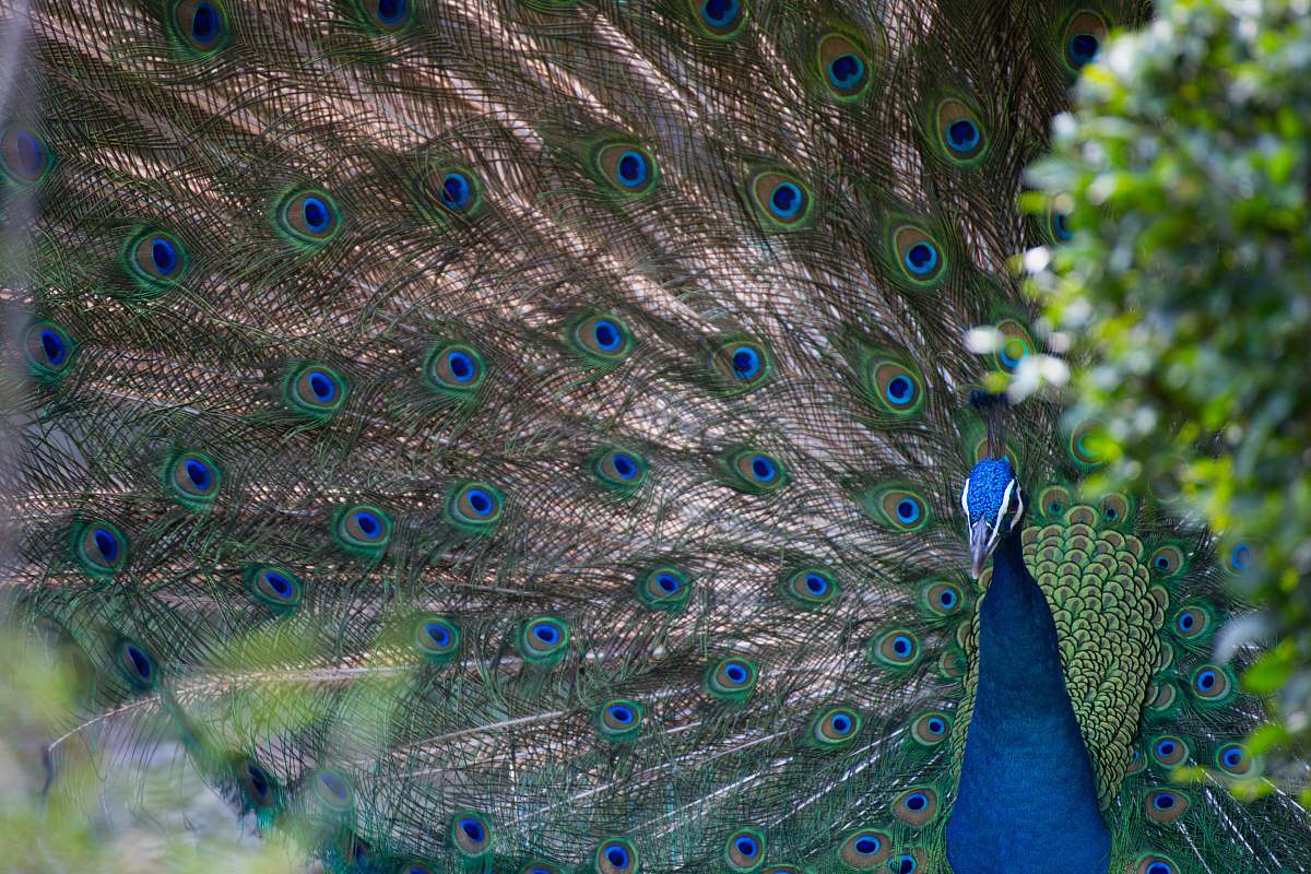 bird blue and gray peacock peacock