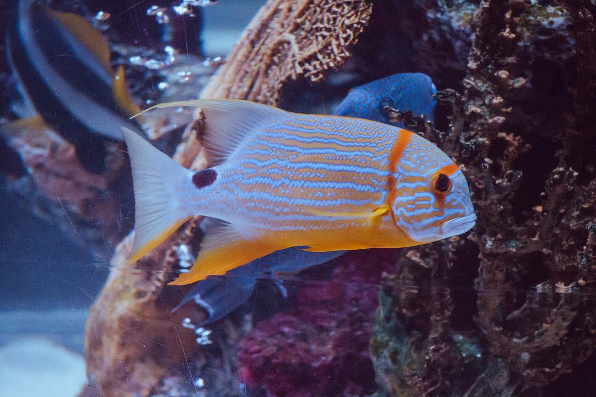 fish blue and red tropical fish beside coral sea life
