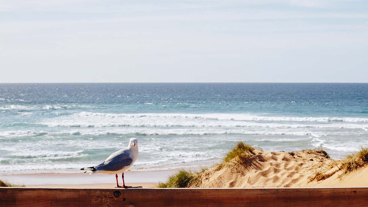 bird blue and white seagull nature
