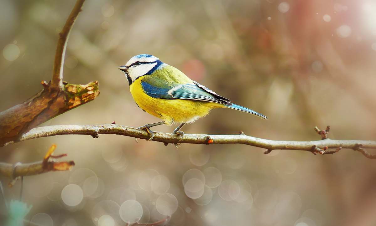 bird blue and yellow bird perching on tree branch finch