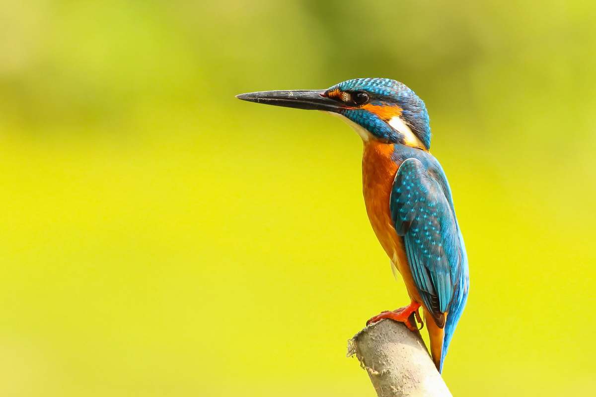 bird blue and yellow bird standing on brown trunk close up photography taiwan