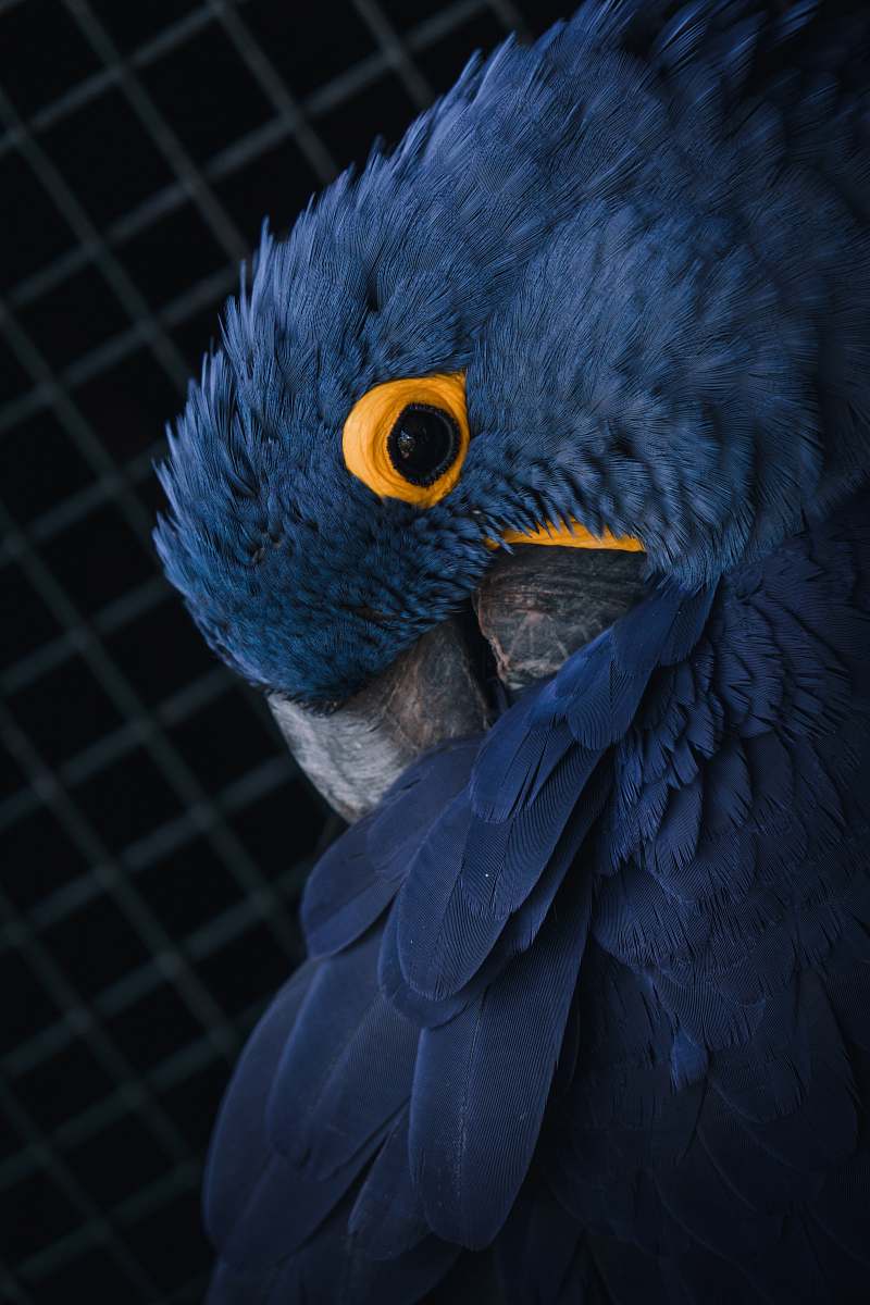 bird blue and yellow parrot parrot