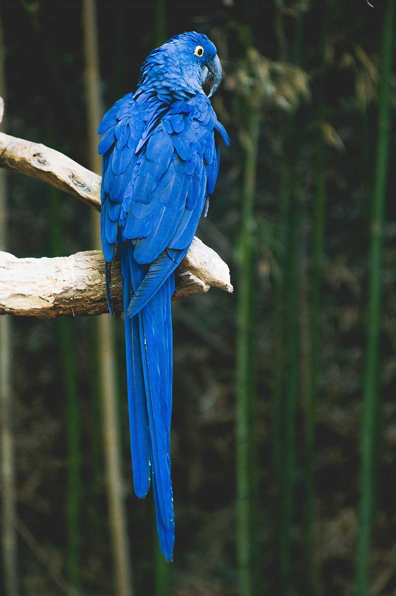 bird blue bird perch on brown tree parrot