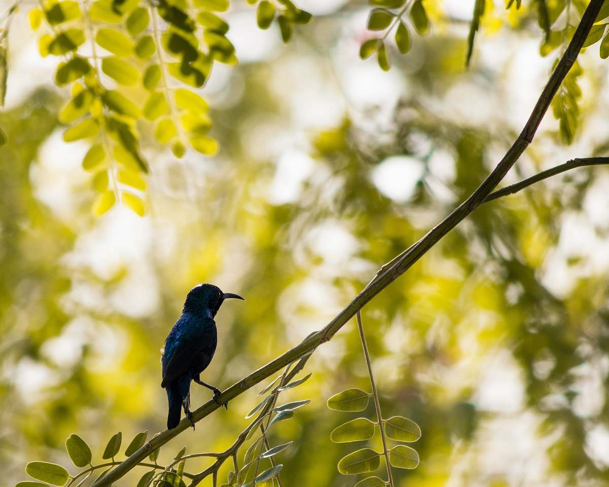 bird blue bird perched on twig agelaius