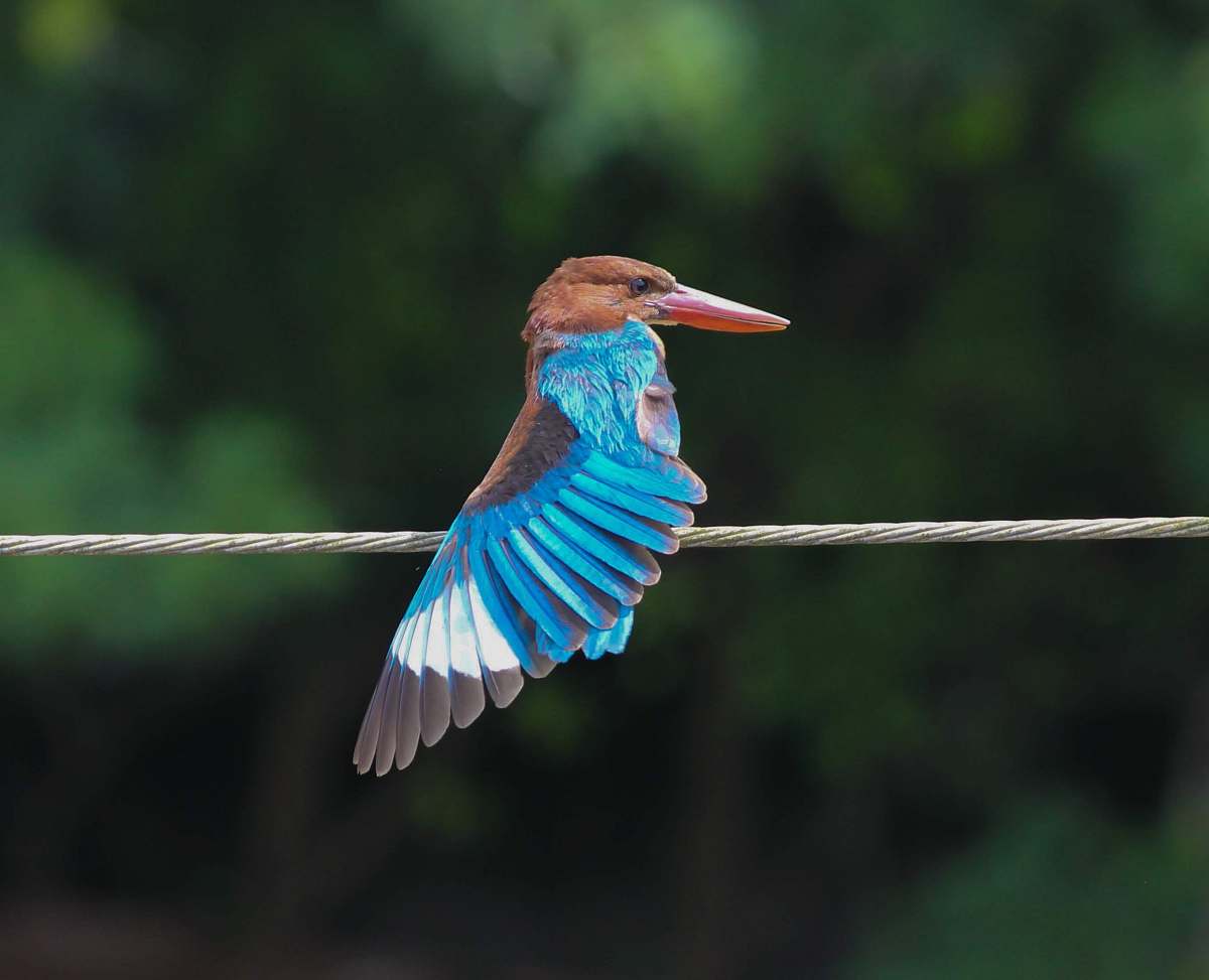 bird blue bird perching on wire bee eater