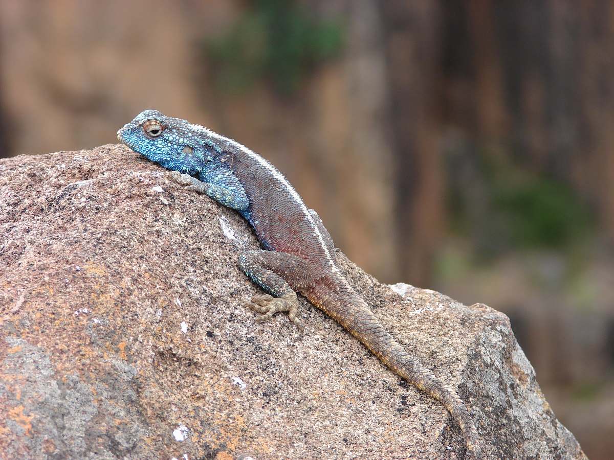 reptile blue chameleon on rock lizard