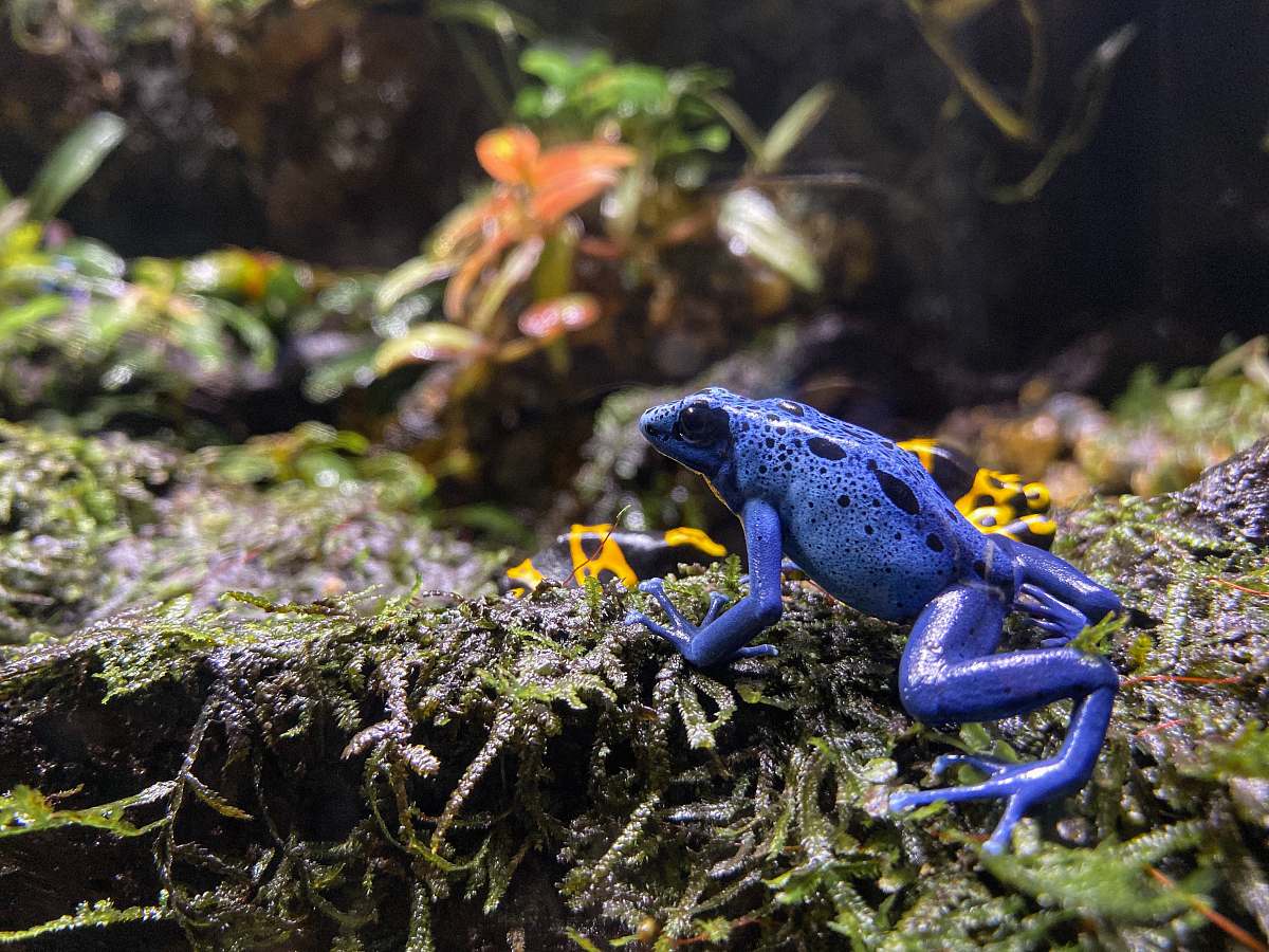 lizard blue frog reptile