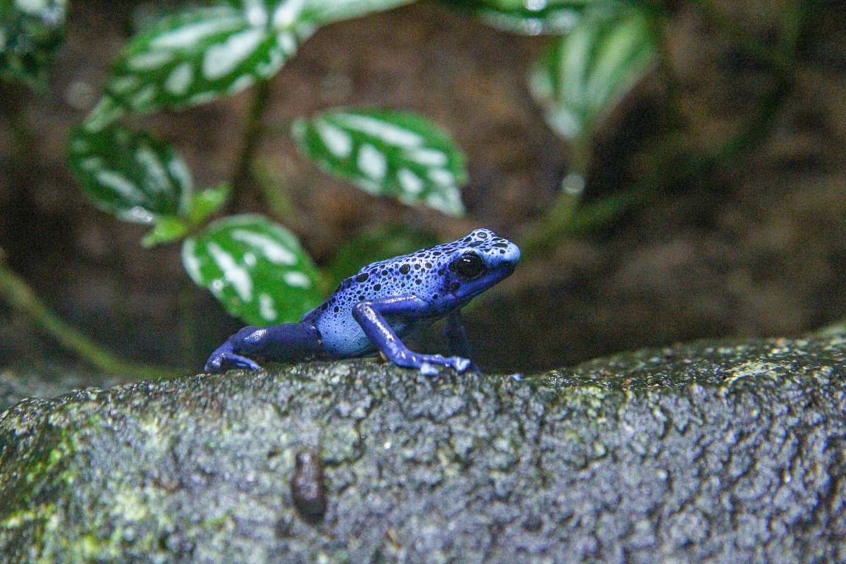 Reptile Blue Frog Lizard Image Free Photo