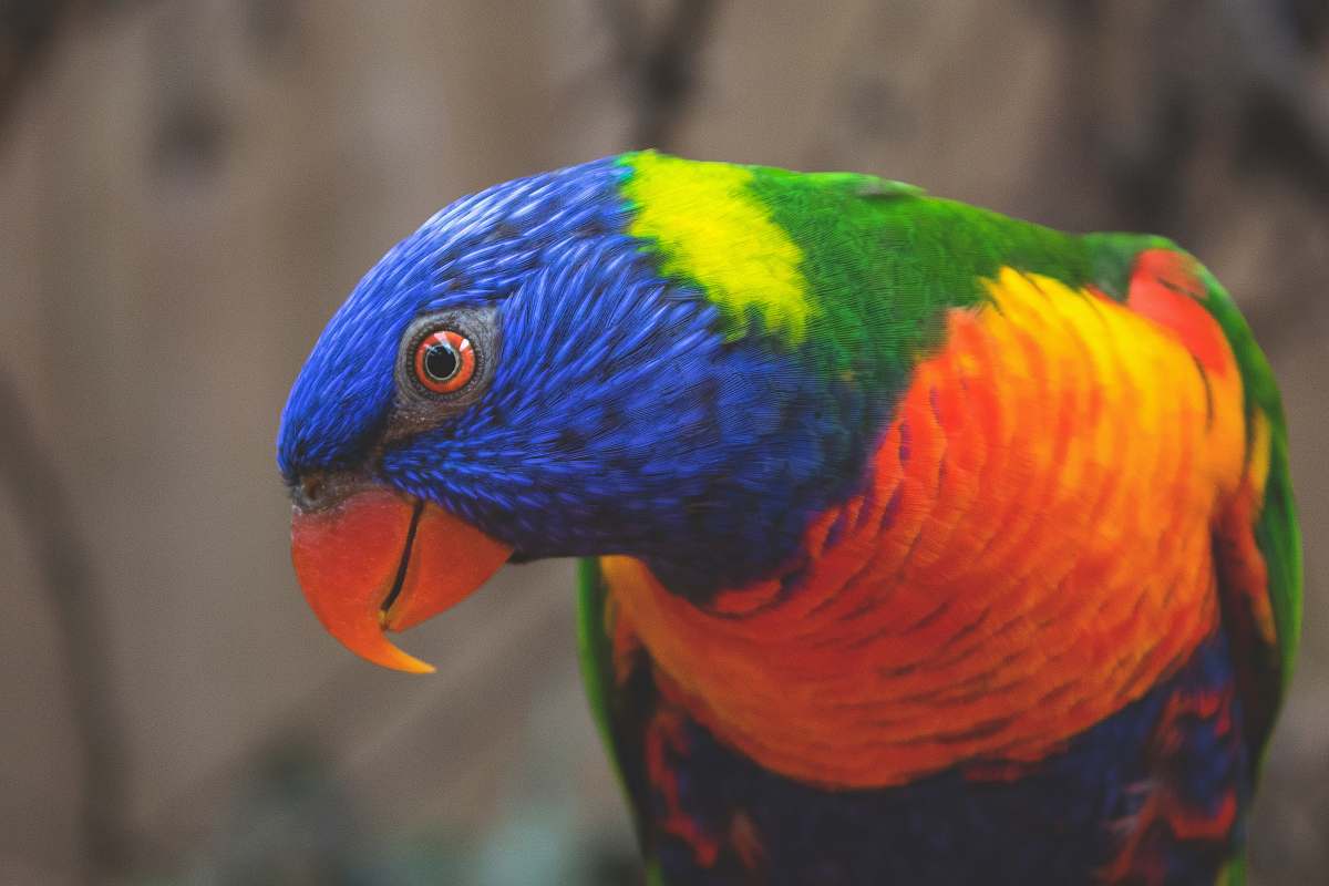 bird blue, green, and orange bird beak