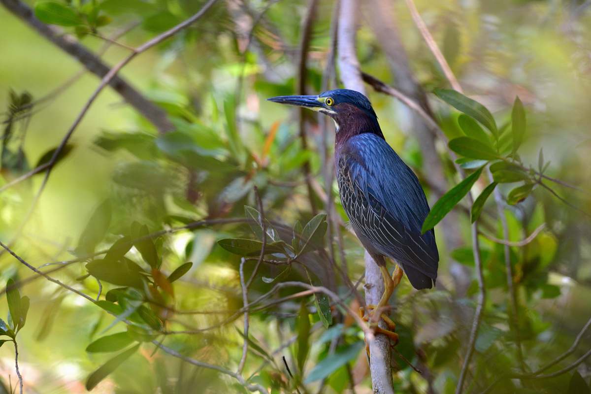 bird blue long-beak bird waterfowl