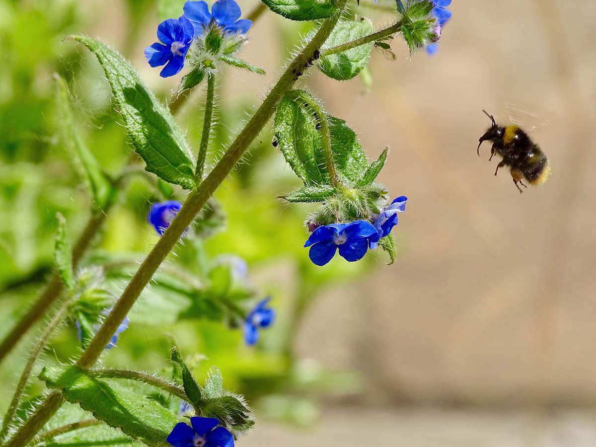 apidae blue petaled flowers invertebrate
