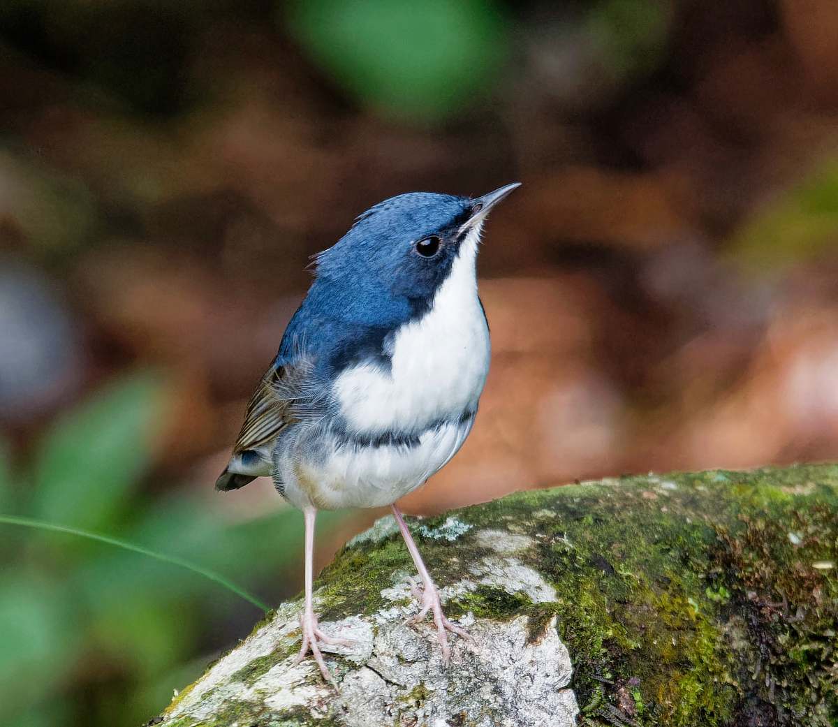 bird blue, white, and brown jay bird jay
