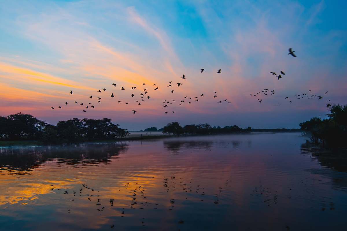 flock body of water under blue sky bird