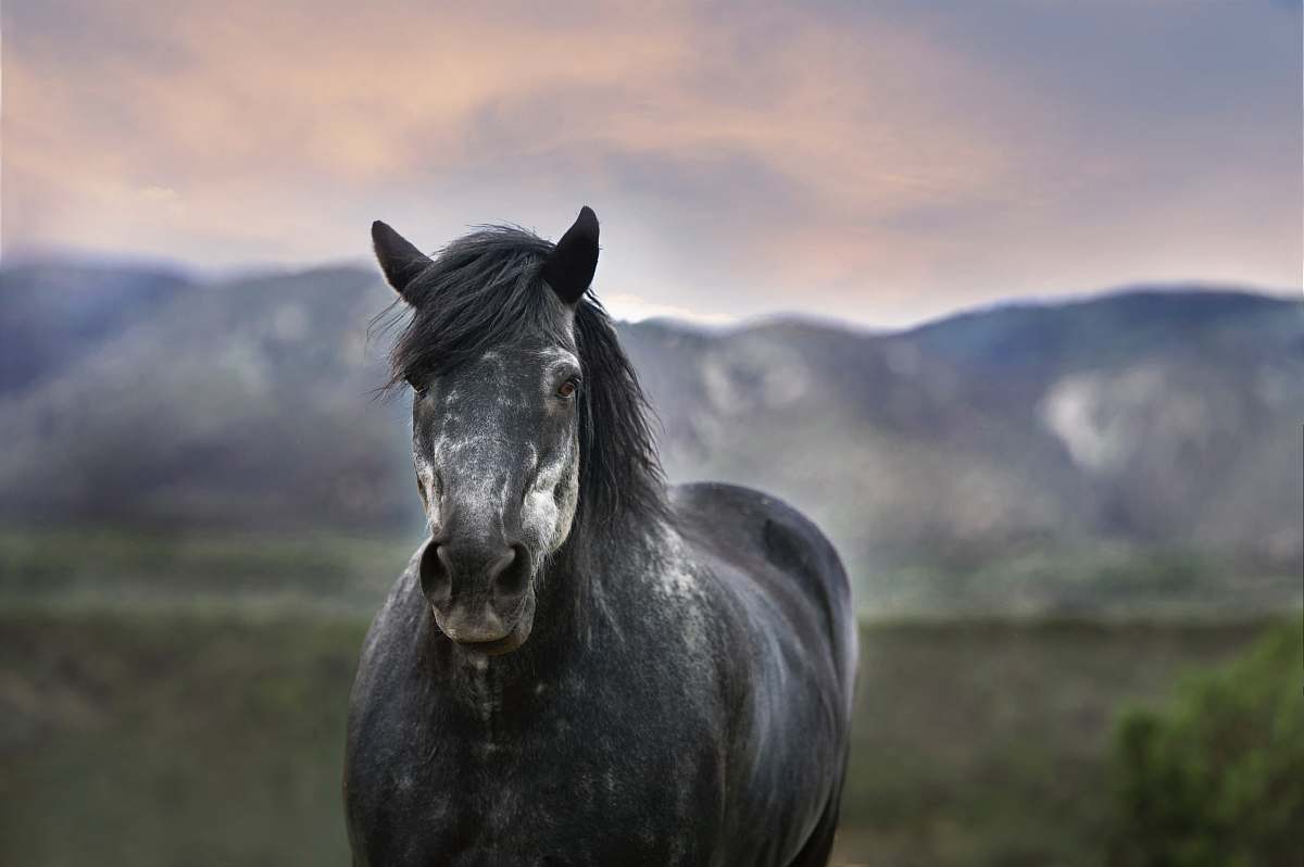 horse bokeh photography of a black horse stallion