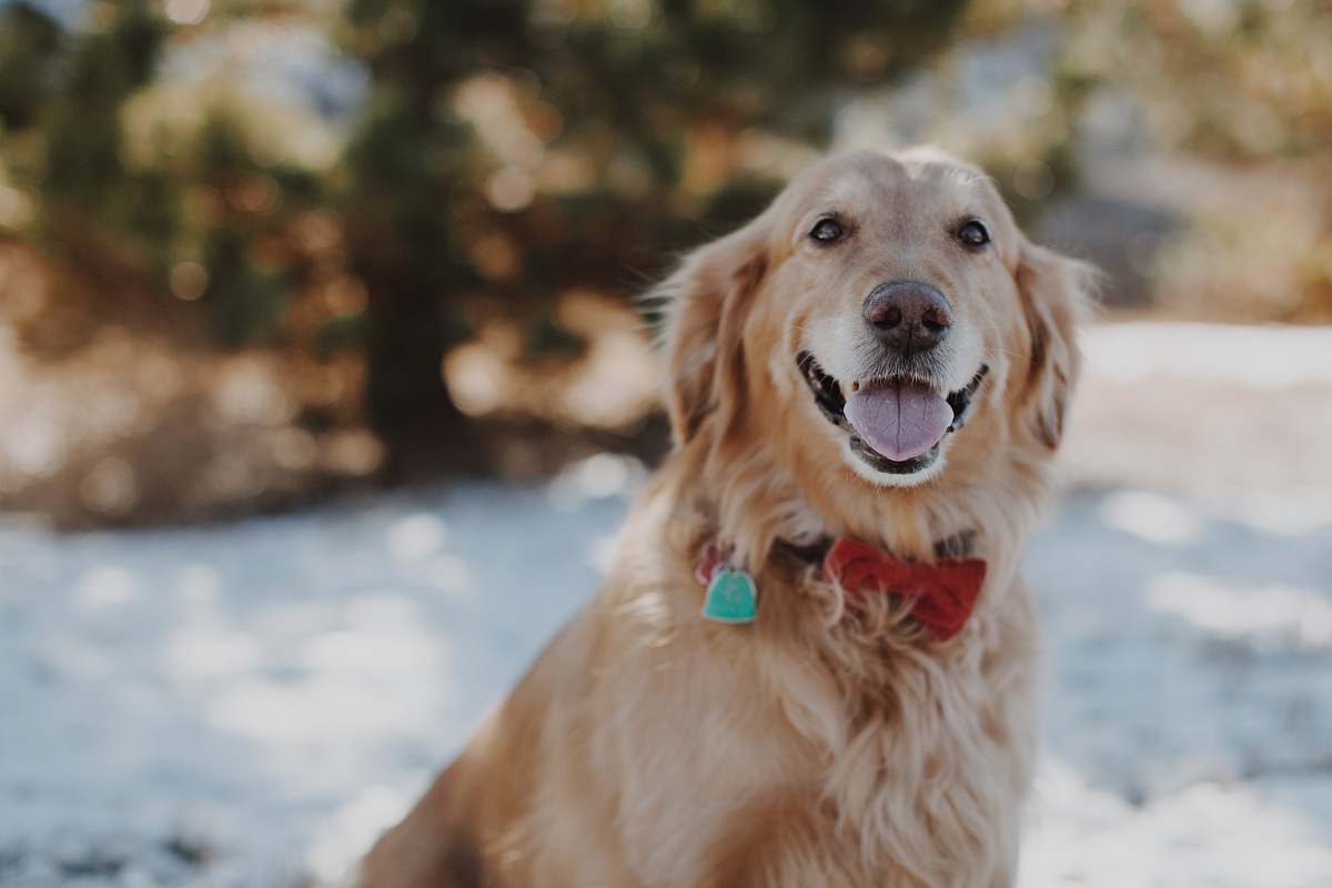 dog bokeh photography of adult golden retriever golden retriever