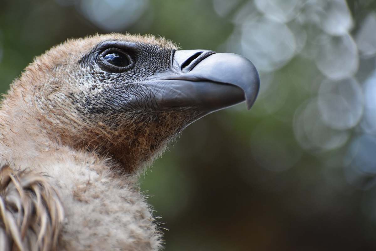 bird bokeh photography of brown building vulture