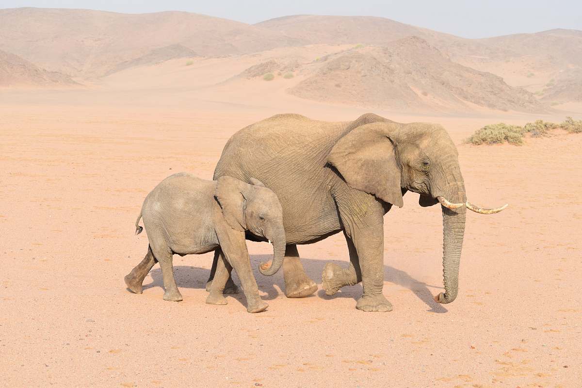 elephant brown adult and young elephants mammal