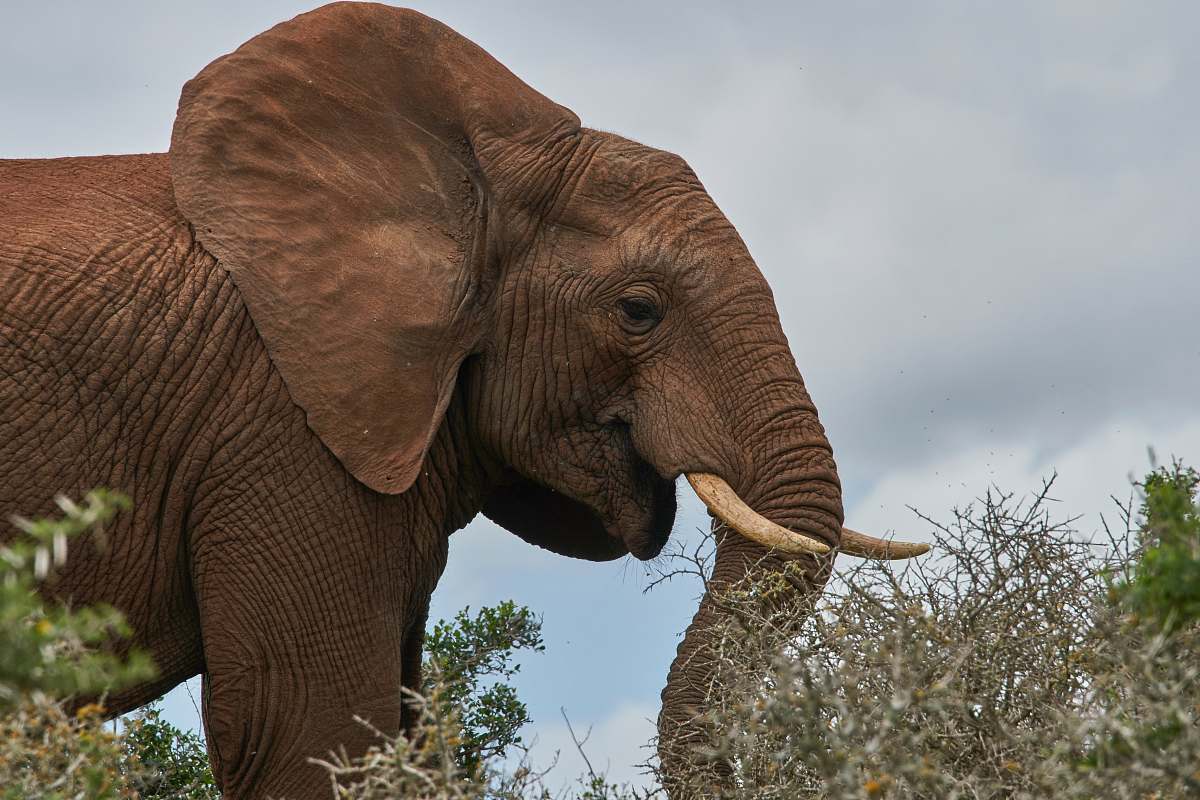 mammal brown African elephant elephant