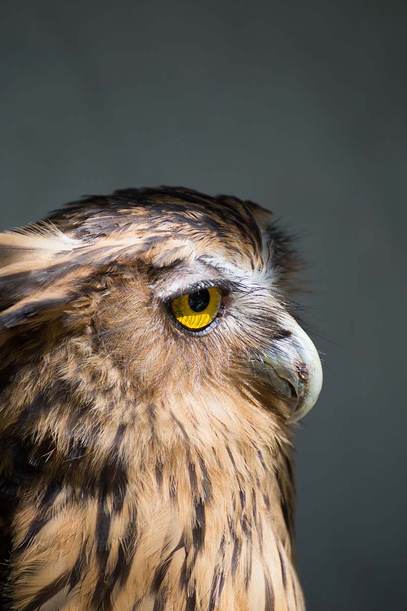 bird brown American bald eagle photo owl