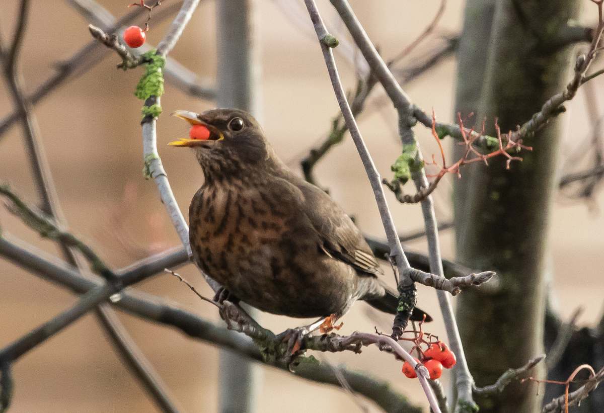 bird brown and beige coated bird on tree branch beak