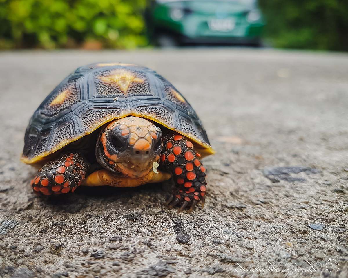 reptile brown and beige turtle sea life