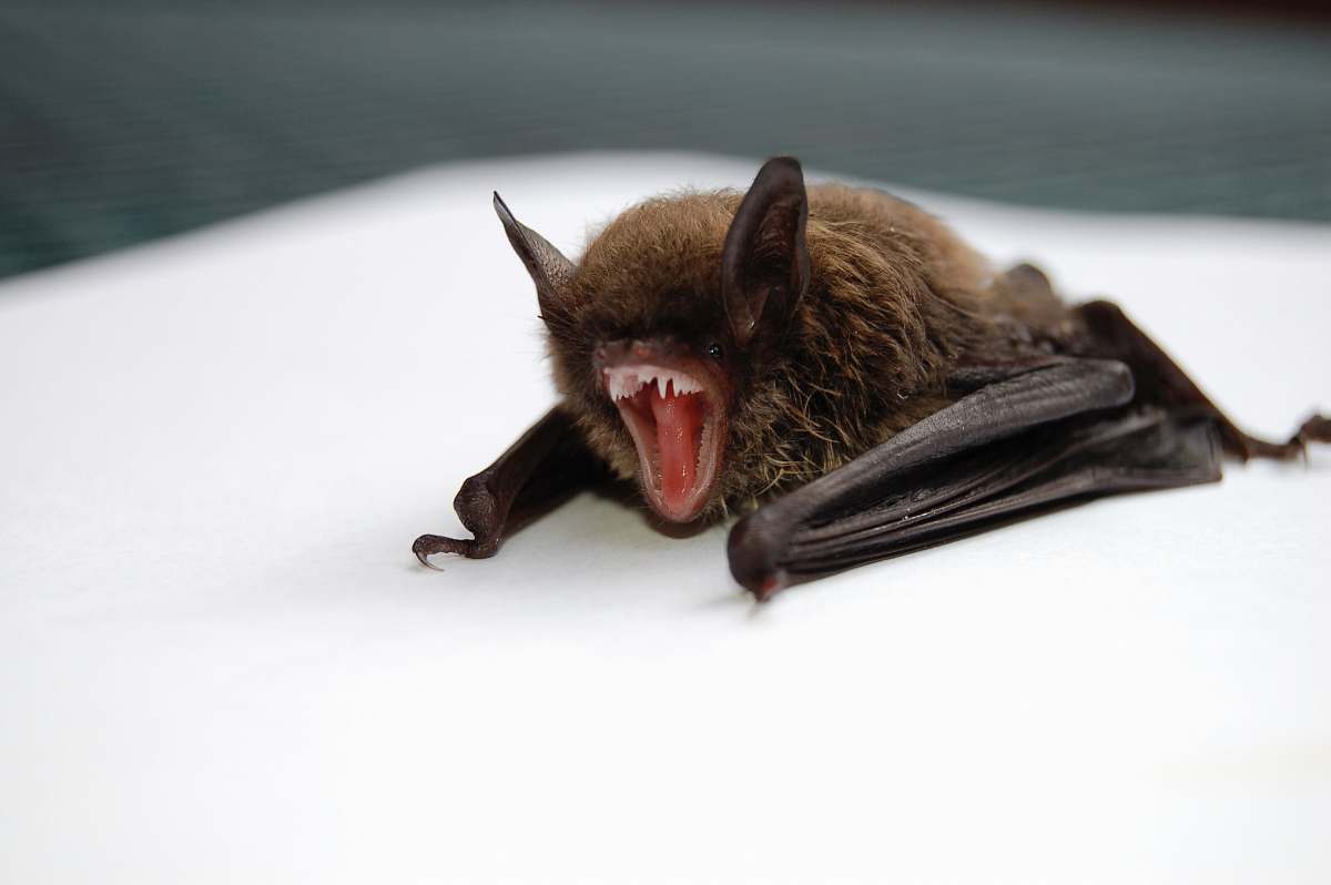 mammal brown and black bat opening mouth bat