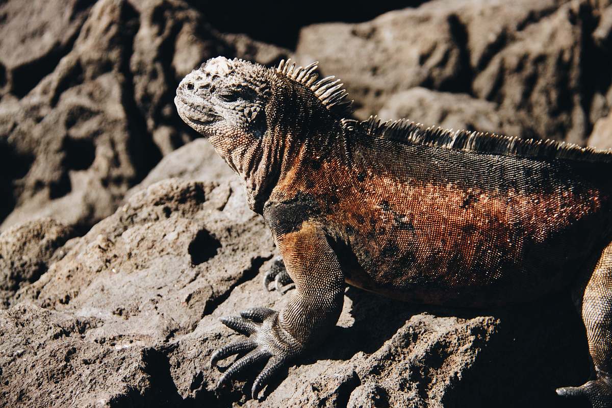 lizard brown and black bearded dragon on rock formation iguana