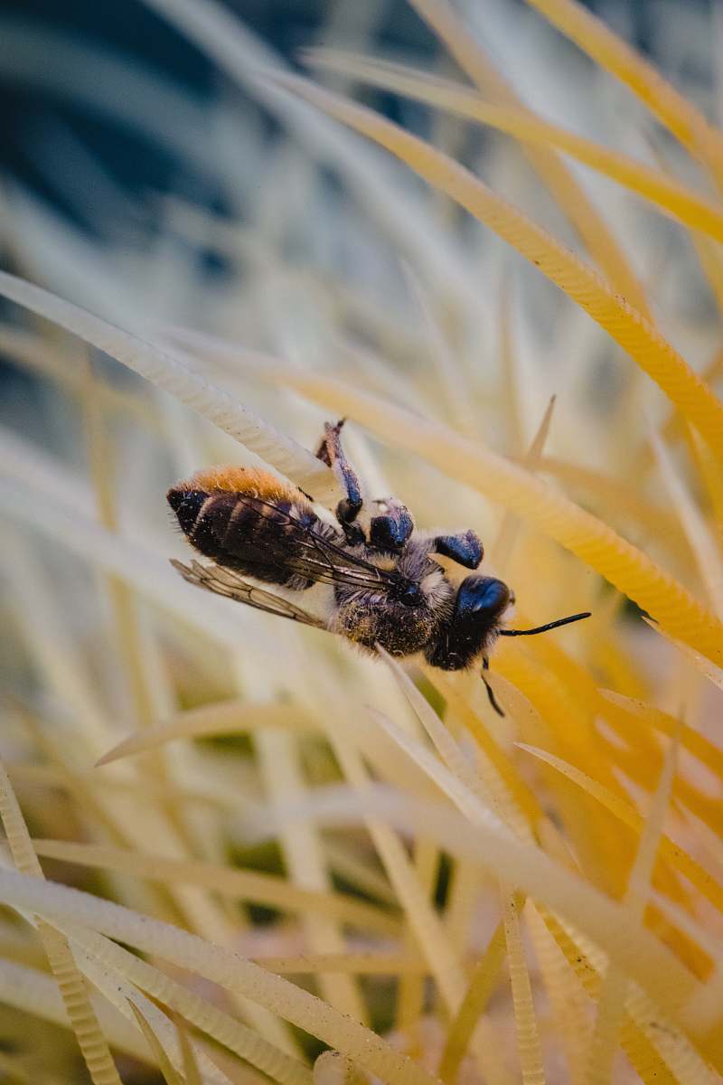 apidae brown and black bee bee