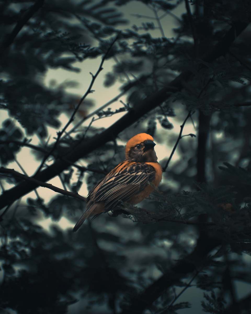 bird brown and black bird fetched on tree branch finch
