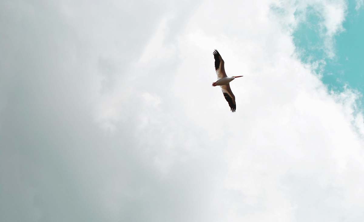 bird brown and black bird flying during daytime flying
