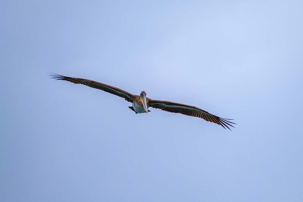 flying brown and black bird bird