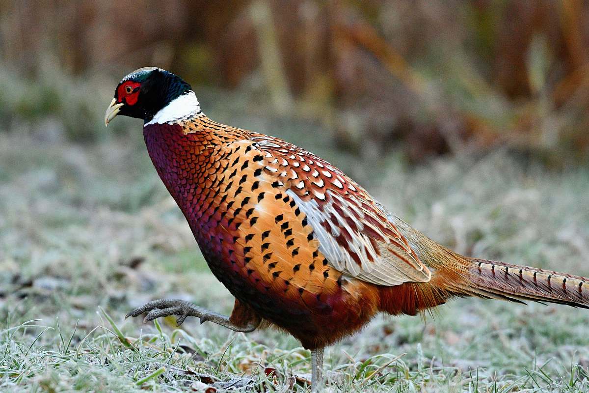 bird brown and black bird on grass pheasant