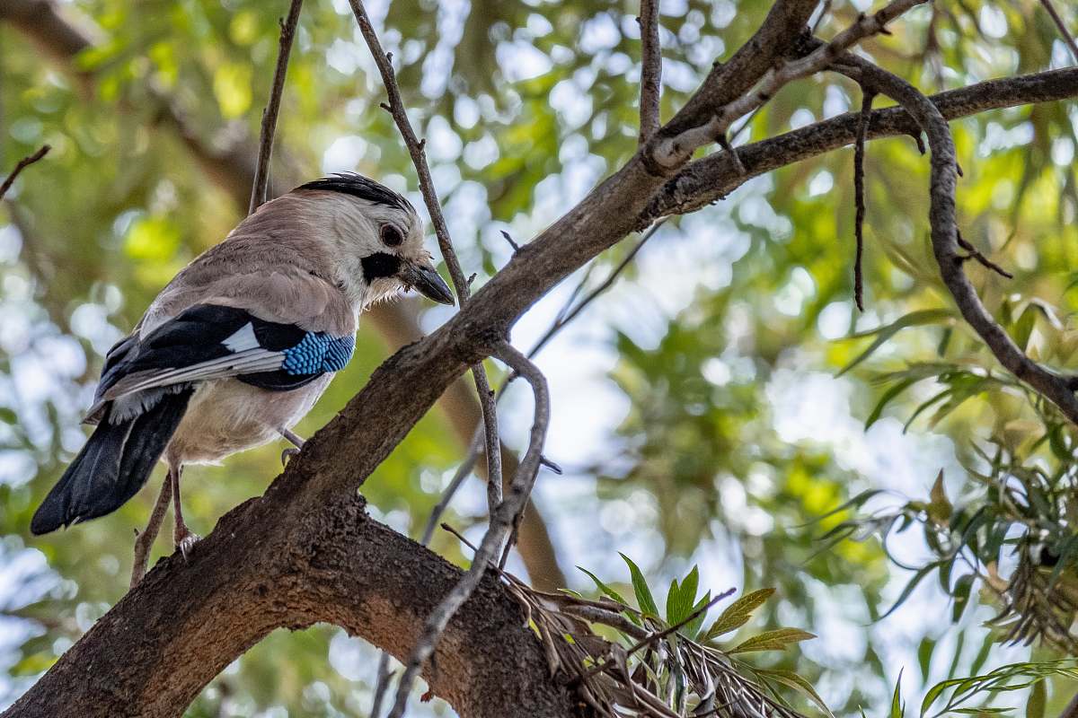 bird brown and black bird on tree branch jay