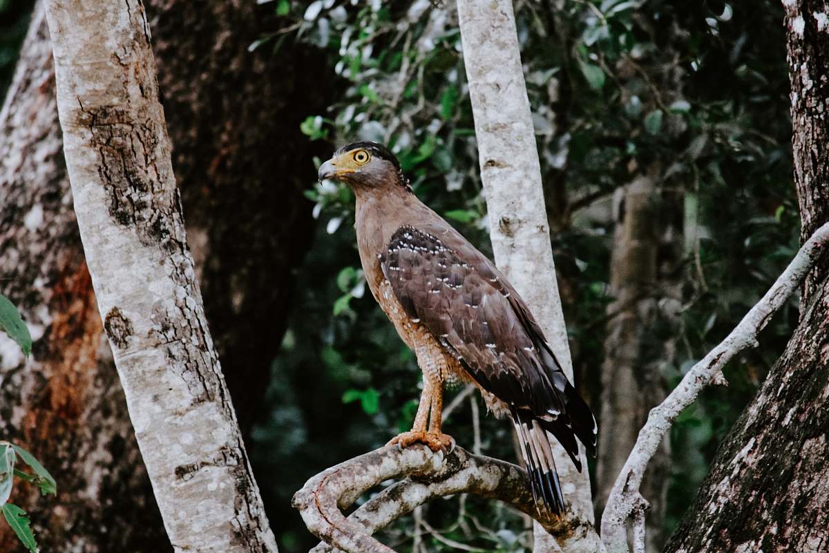 bird brown and black bird perched on branch accipiter