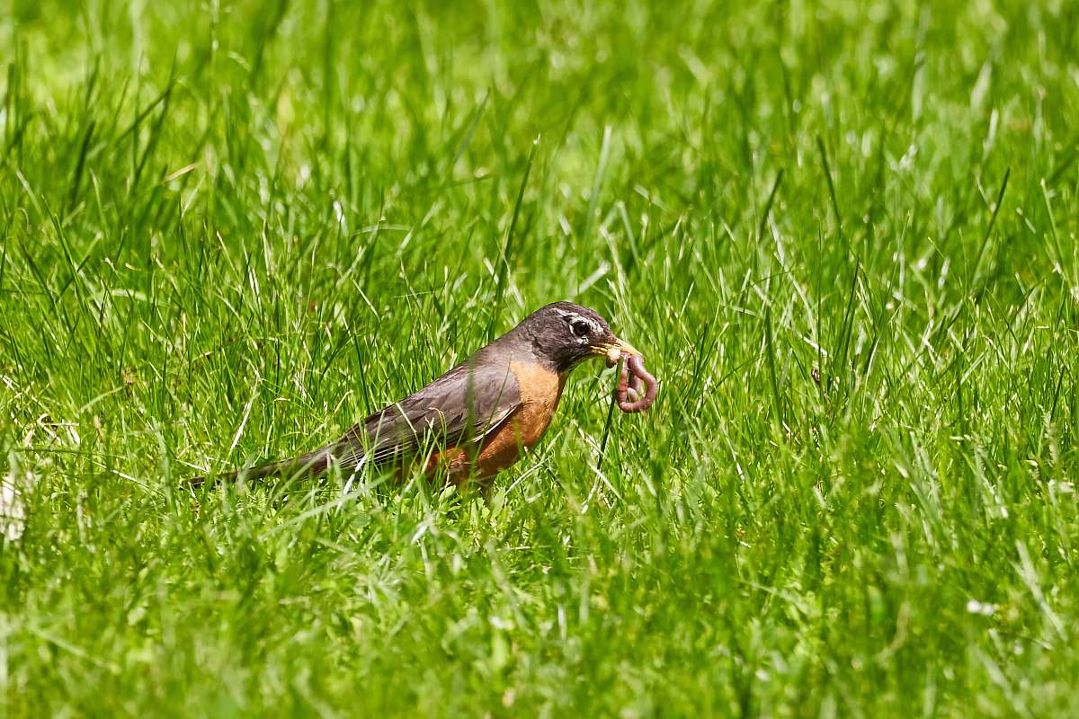 bird brown and black bird perching worms on grass grass
