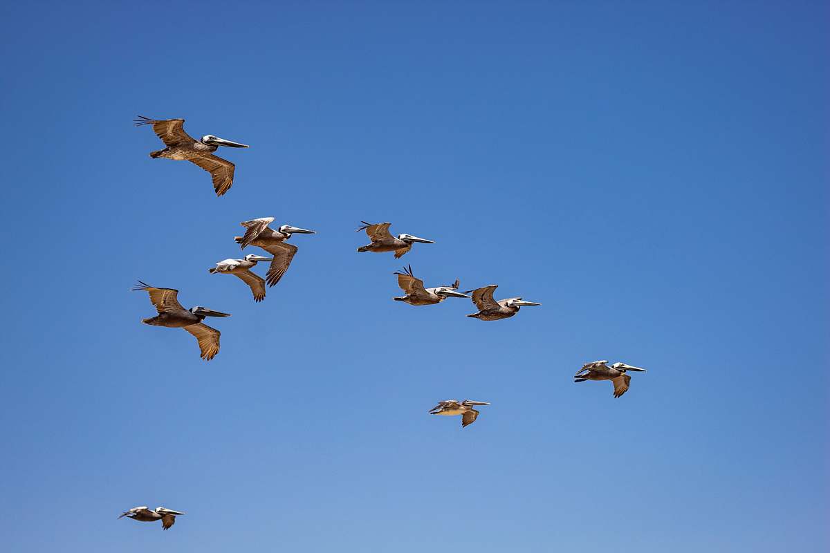 bird brown and black birds flying flying