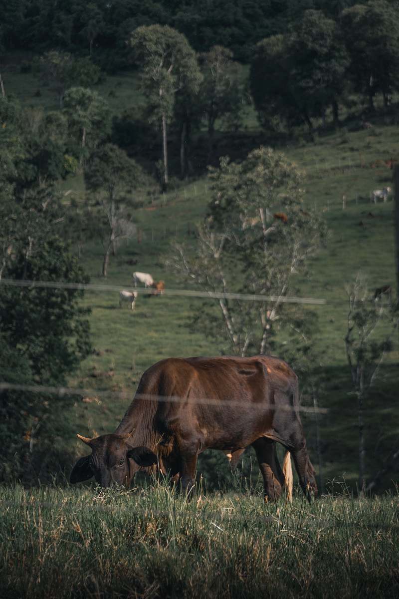 cattle brown and black cattle eating grass during daytime cow
