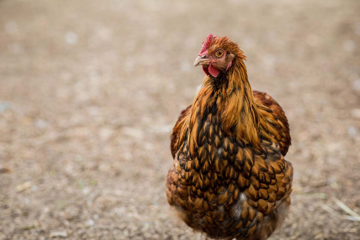 Bird Brown And Black Chicken During Daytime Chicken Image Free Photo 