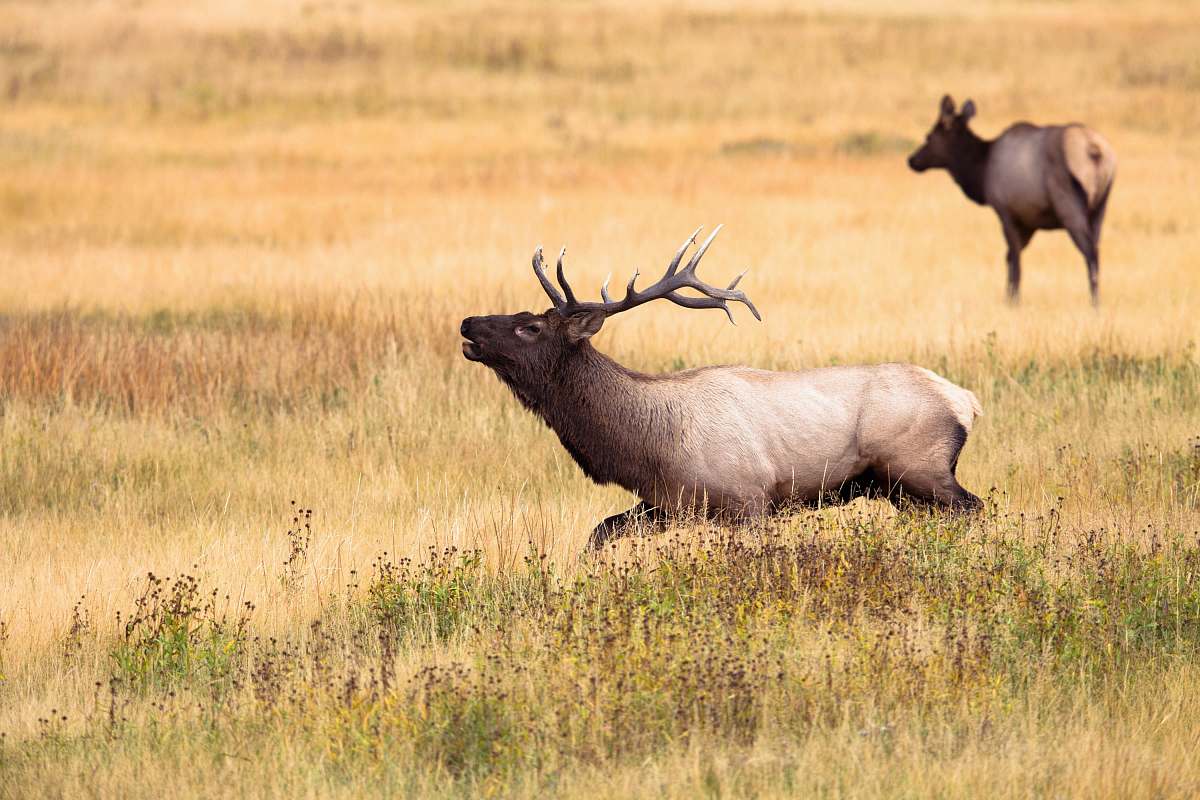wildlife brown and black deer running on grassland deer
