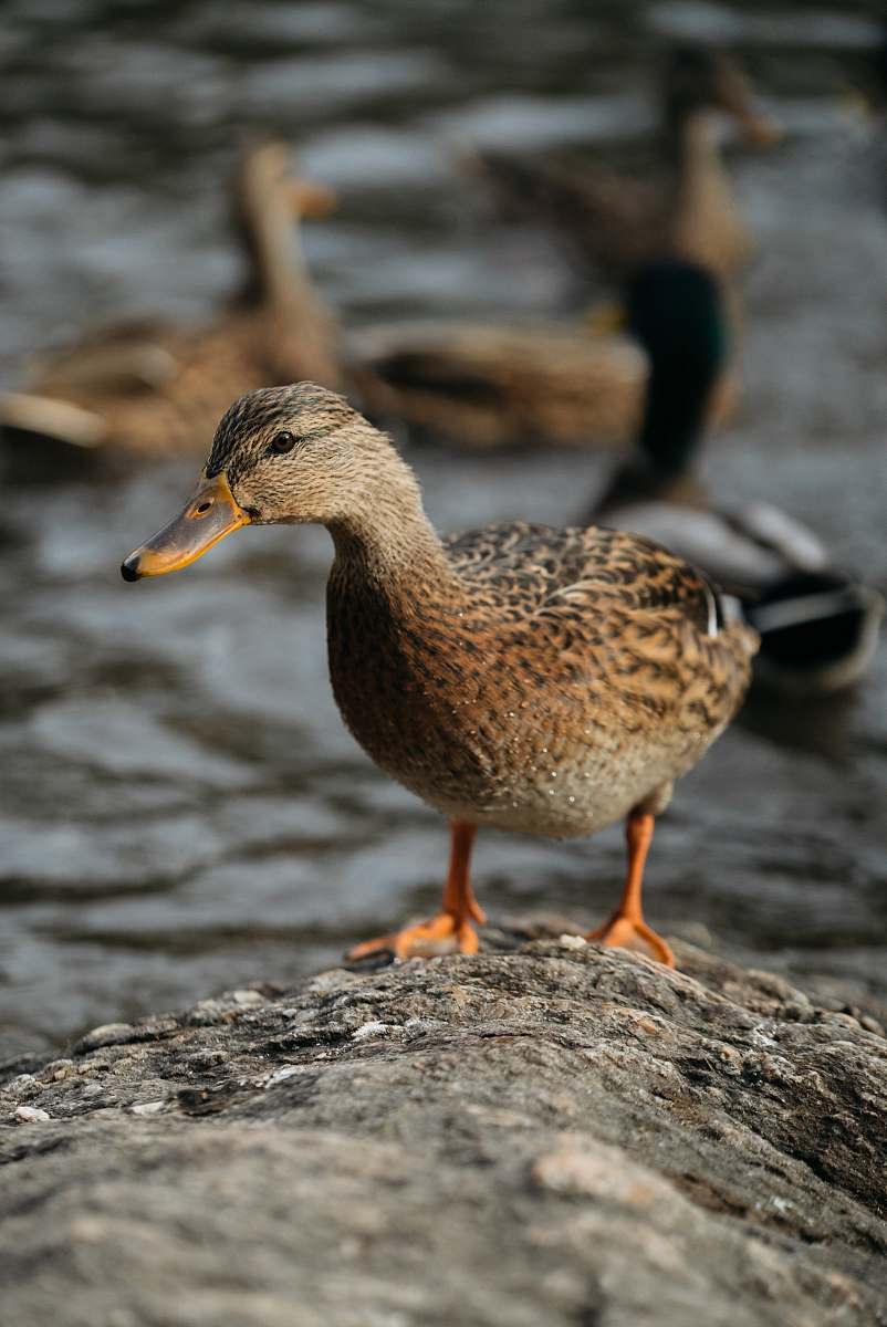 bird brown and black duck waterfowl