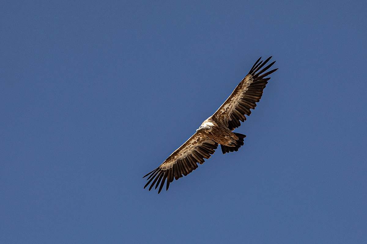bird brown and black eagle in air during daytime vulture