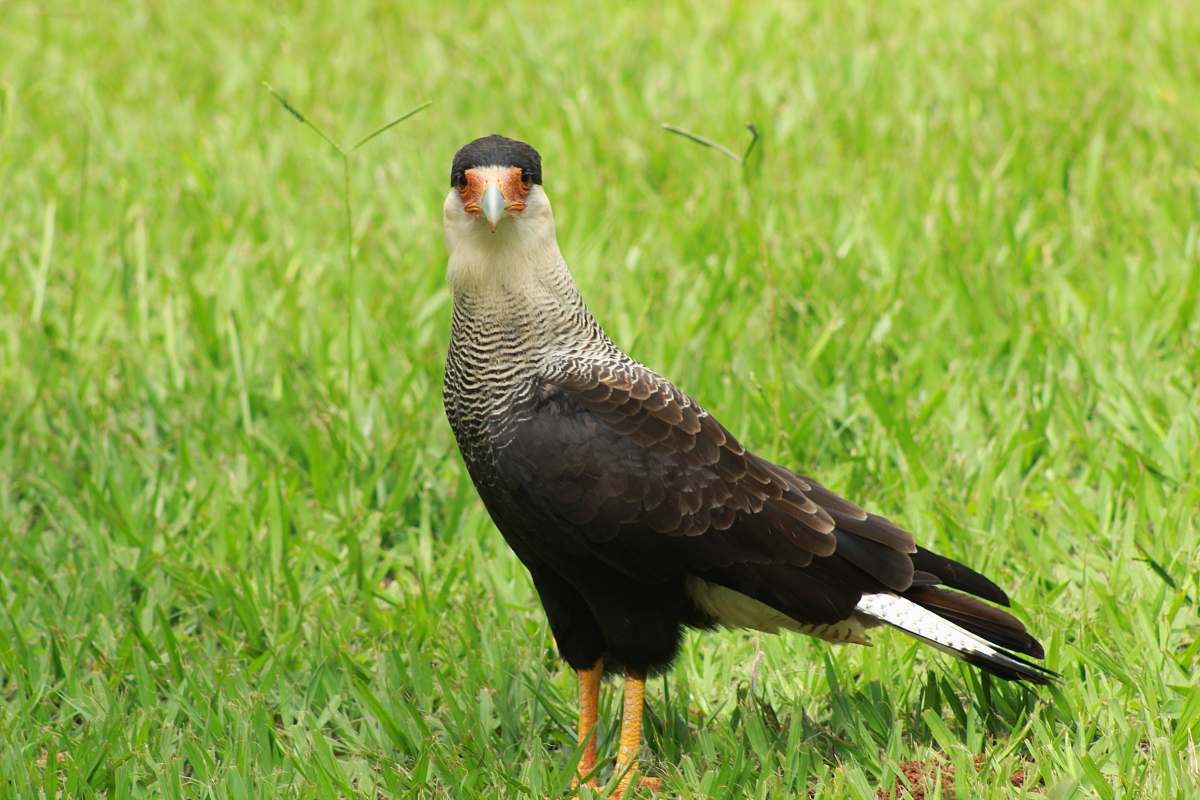 bird brown and black falcon beak