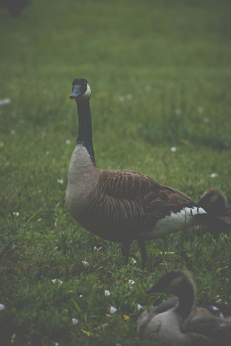 bird brown and black goose walking on grass field goose
