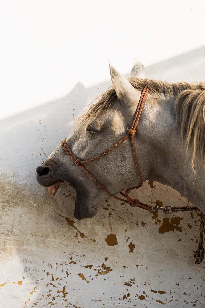 horse brown and black horse mammal