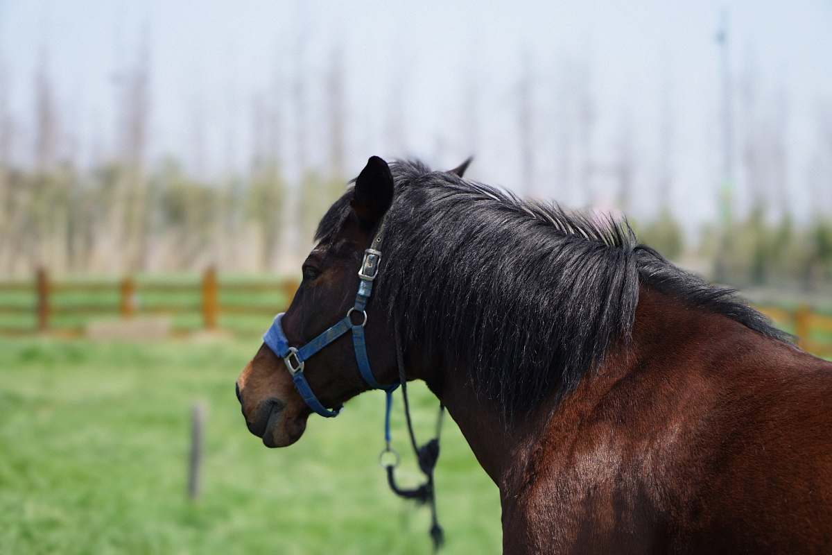 mammal brown and black horse horse