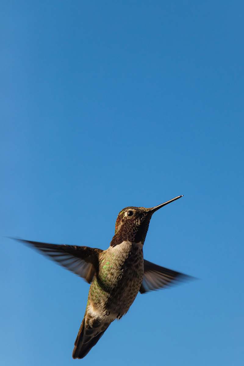 bird brown and black hummingbird hummingbird
